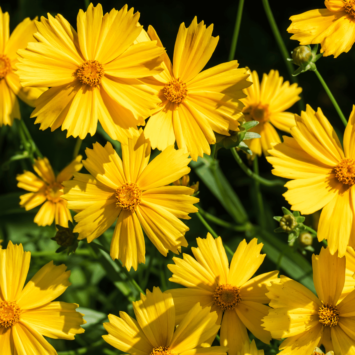 _Coreopsis .png